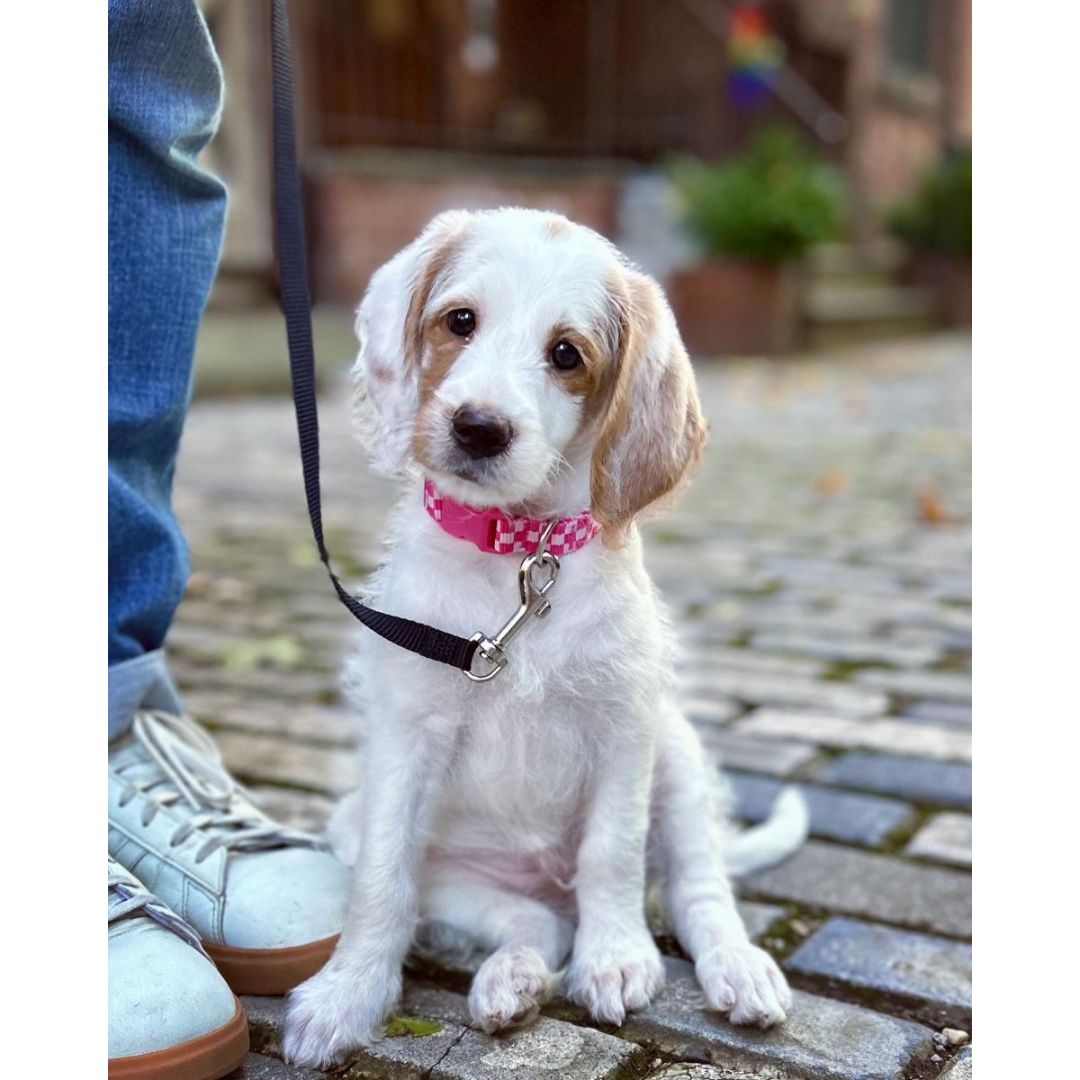 Kazoo News: October '24 Update